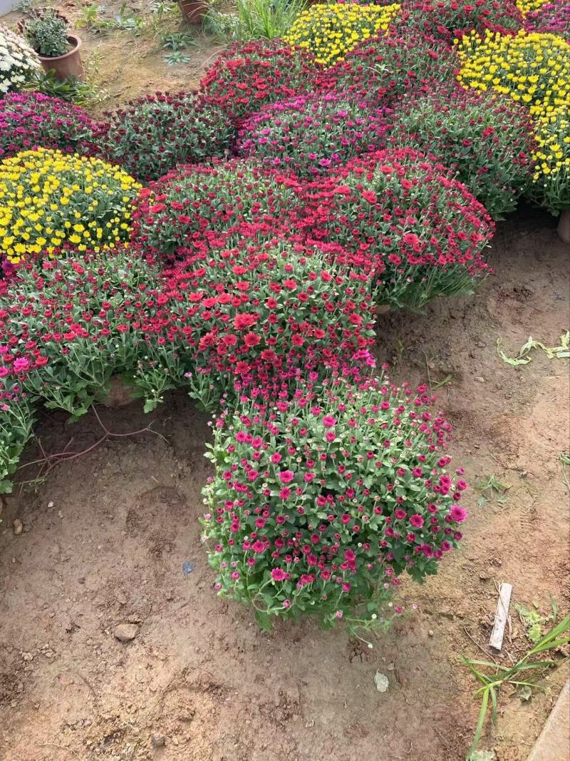 精品球菊优质球菊