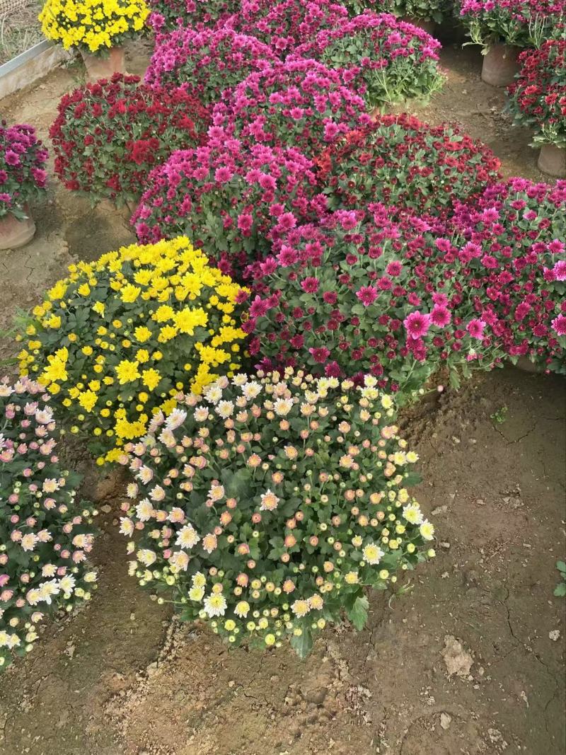 精品球菊优质球菊