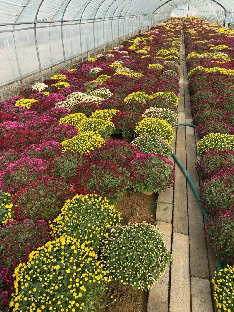 精品球菊优质球菊