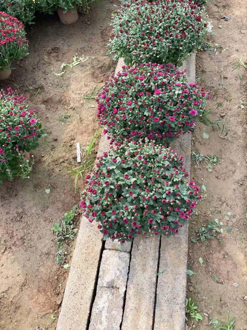精品球菊优质球菊