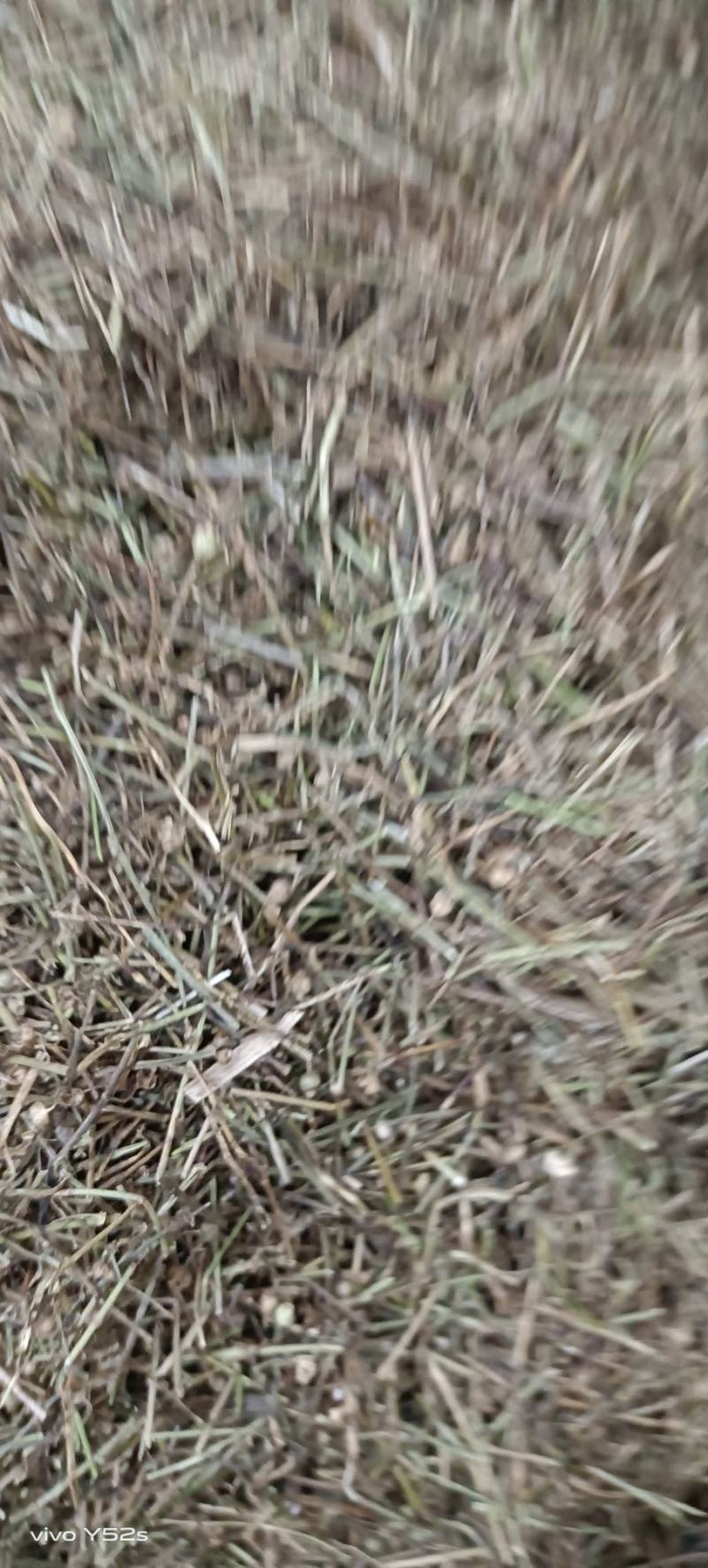 百花蛇舌草各种中草药，冷背药材代加工打粉压片做丸子配方