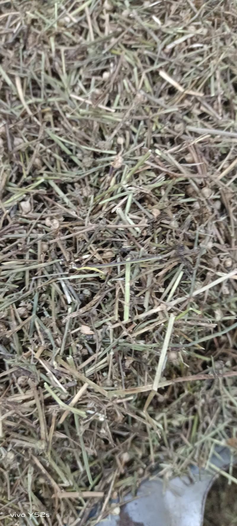 百花蛇舌草各种中草药，冷背药材代加工打粉压片做丸子配方