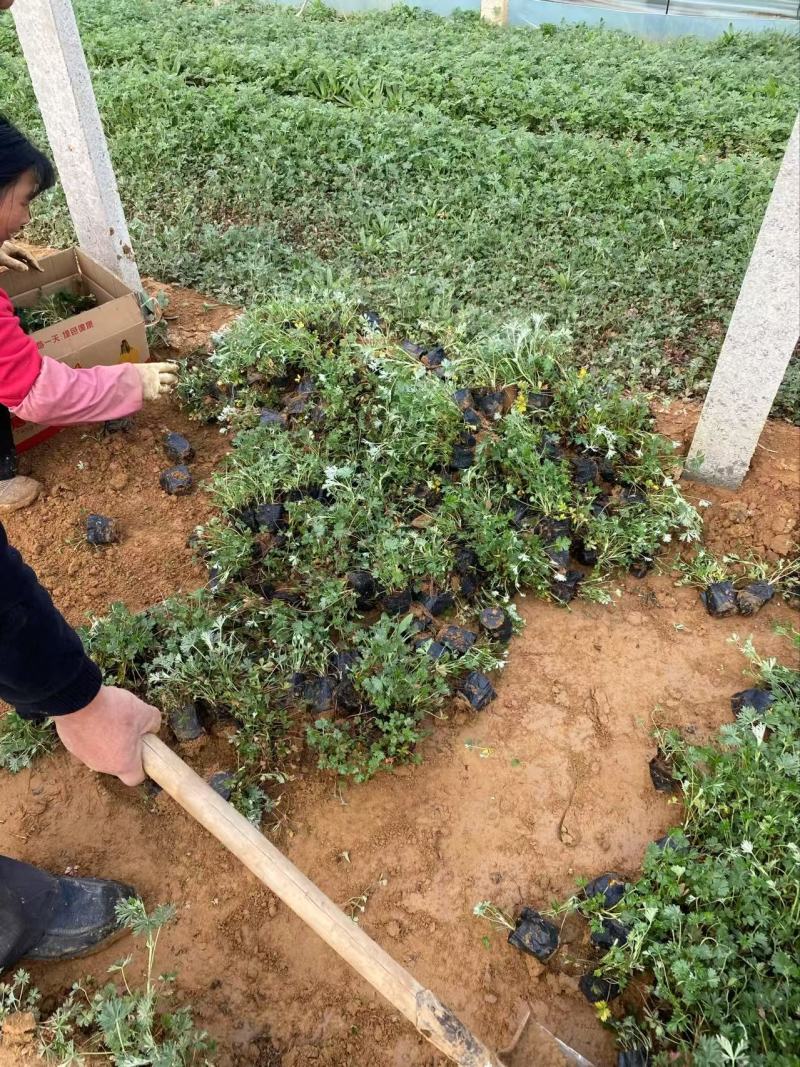 精品五叶委陵菜优质五叶委陵菜自产自销