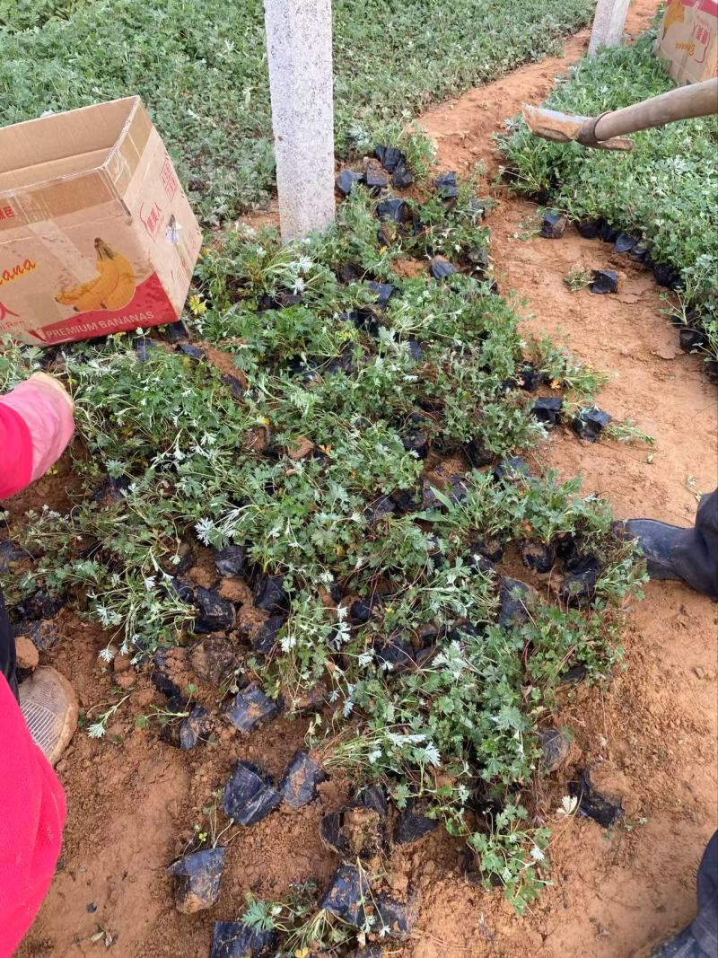 精品五叶委陵菜优质五叶委陵菜自产自销