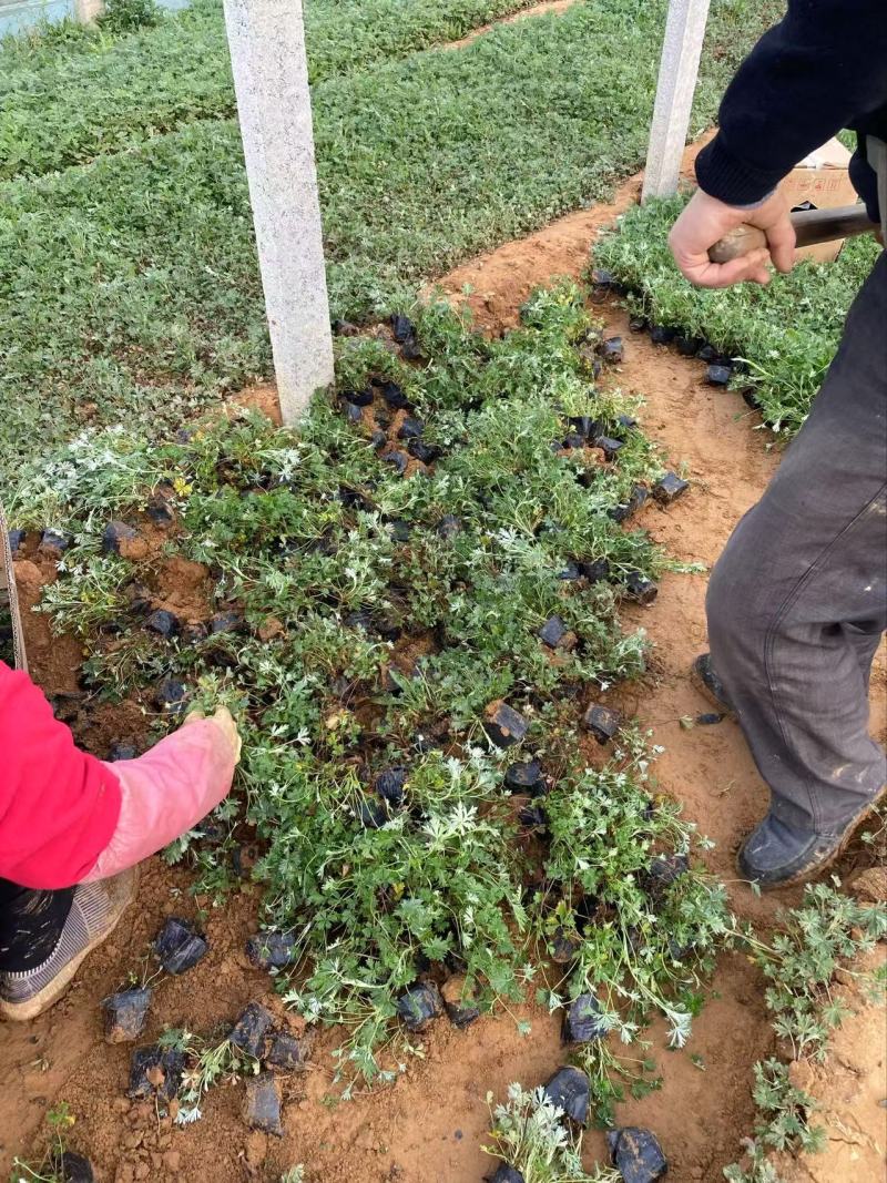 精品五叶委陵菜优质五叶委陵菜自产自销