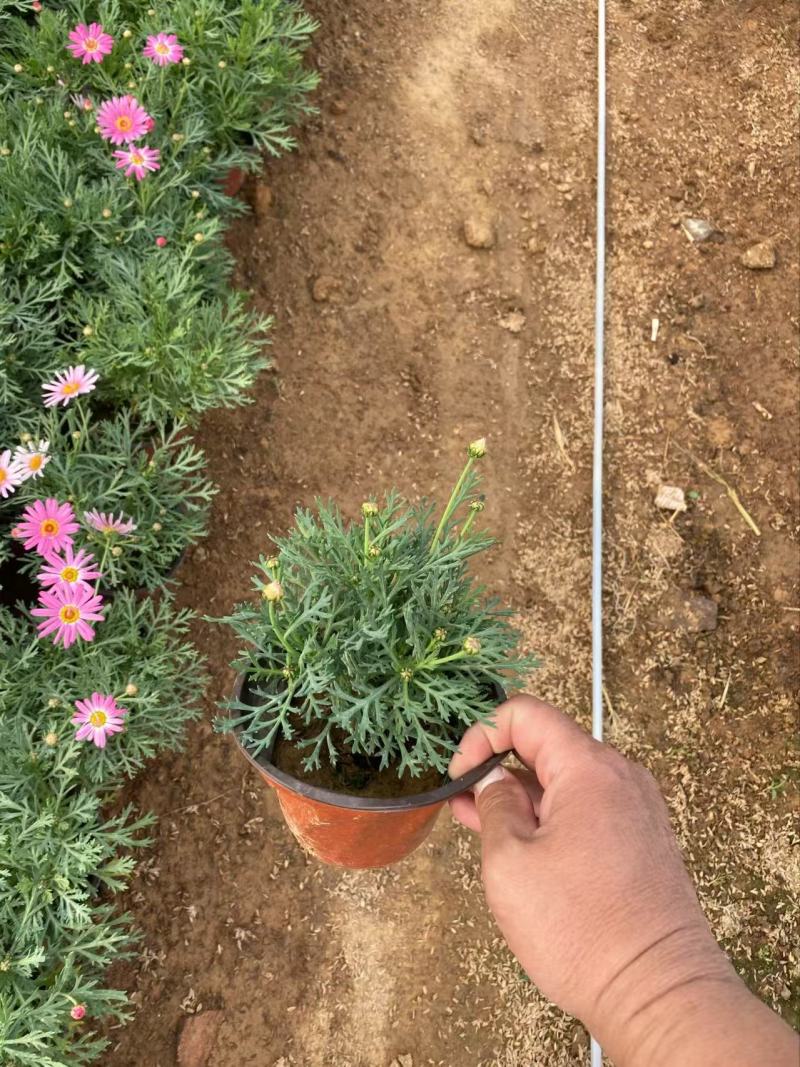 精品玛格丽特花优质玛格丽特花自产自销
