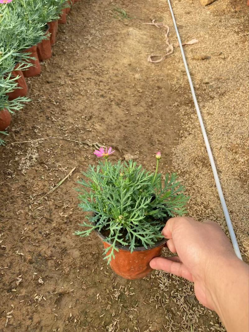 精品玛格丽特花优质玛格丽特花自产自销