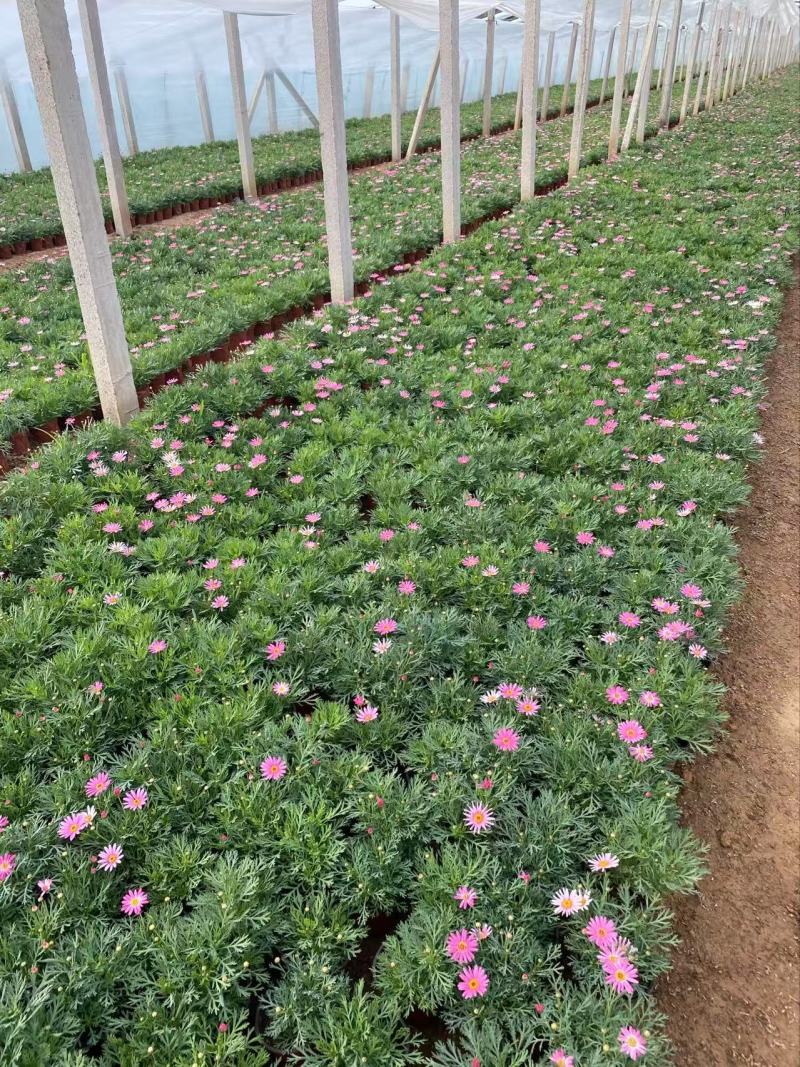 精品玛格丽特花优质玛格丽特花自产自销