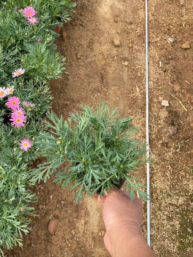 精品玛格丽特花优质玛格丽特花自产自销