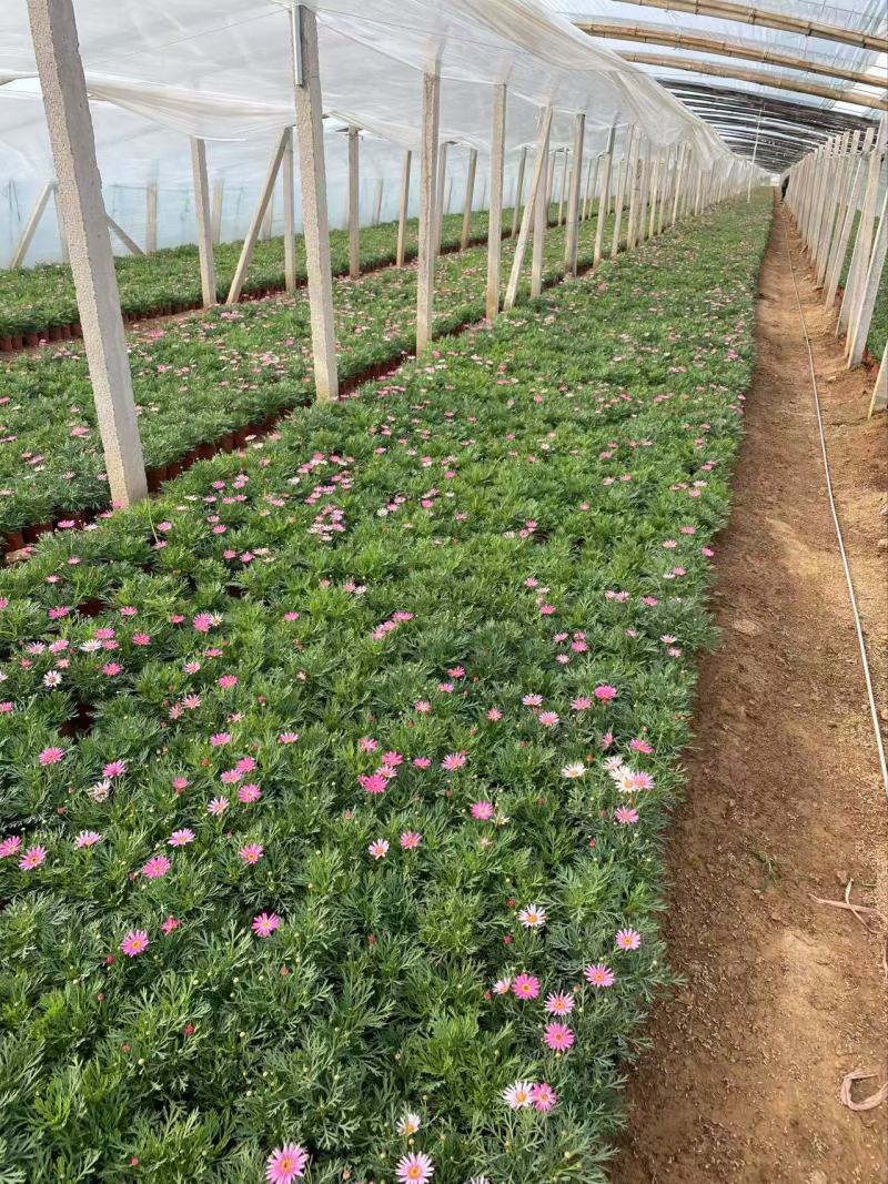 精品玛格丽特花优质玛格丽特花自产自销
