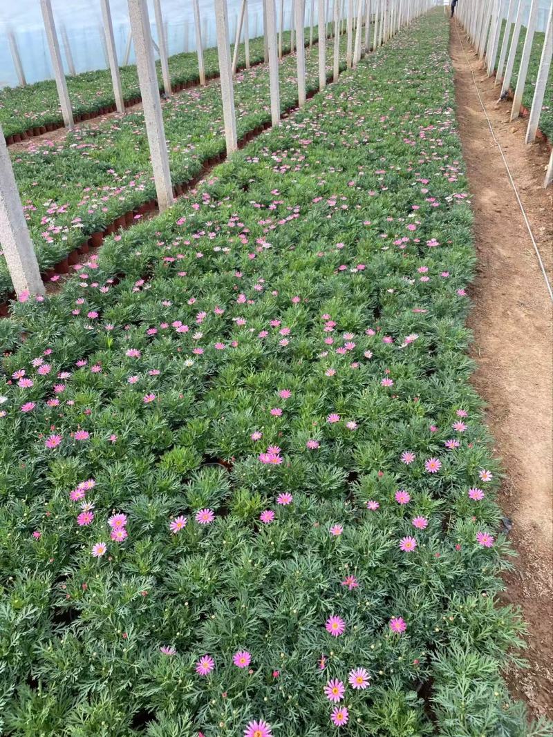 精品玛格丽特花优质玛格丽特花自产自销