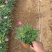 精品玛格丽特花优质玛格丽特花自产自销