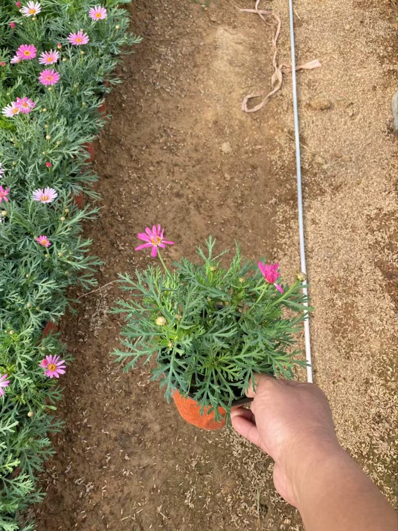 精品玛格丽特花优质玛格丽特花自产自销