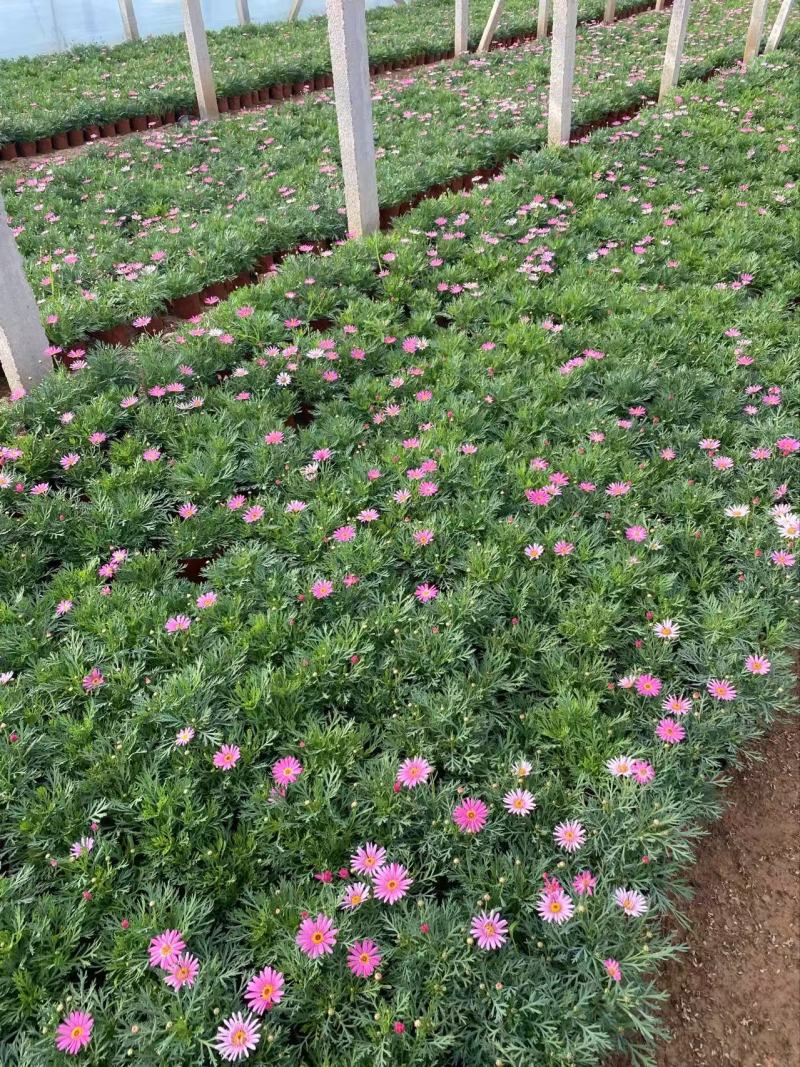 精品玛格丽特花优质玛格丽特花自产自销