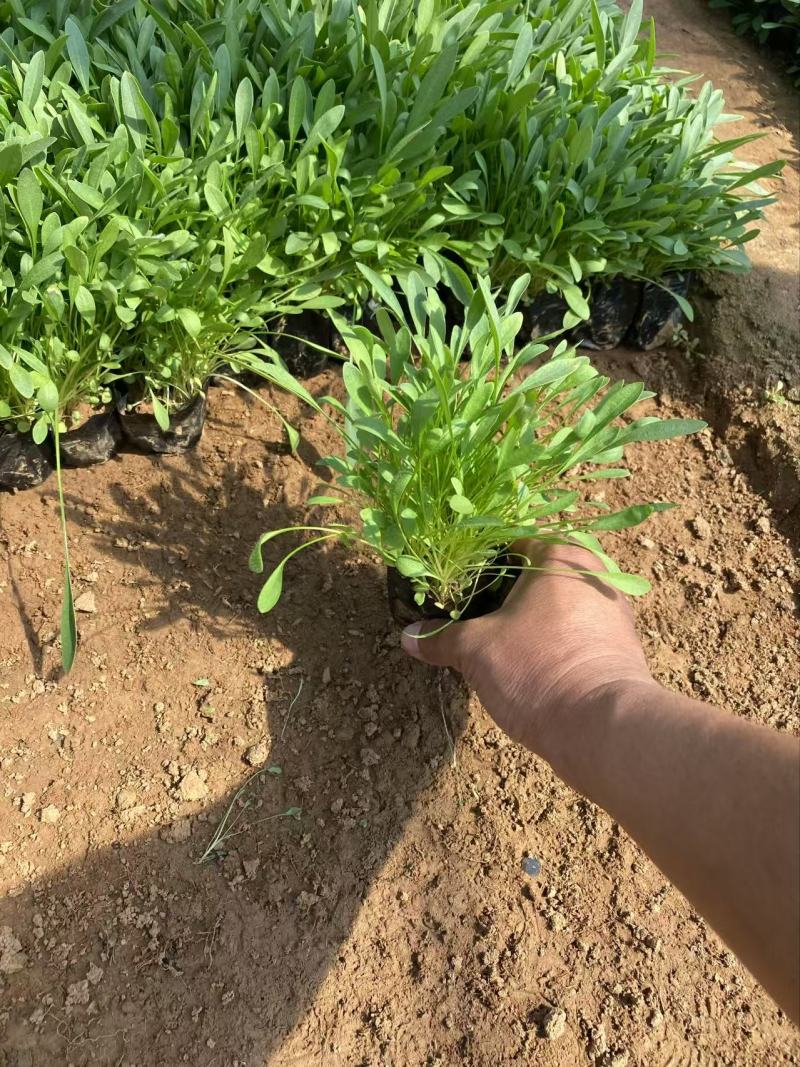 精品金鸡菊优质大花金鸡菊金鸡菊自产自销