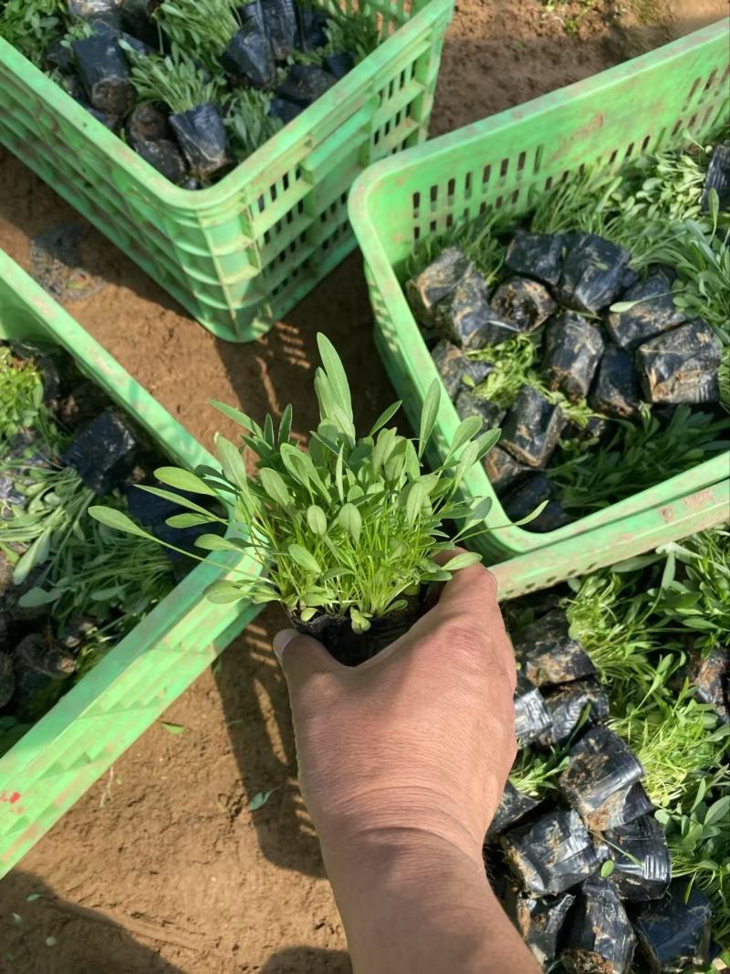 精品金鸡菊优质大花金鸡菊金鸡菊自产自销