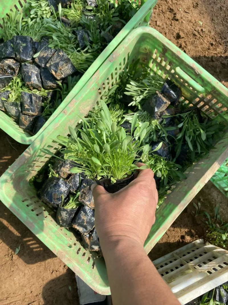 精品金鸡菊优质大花金鸡菊金鸡菊自产自销