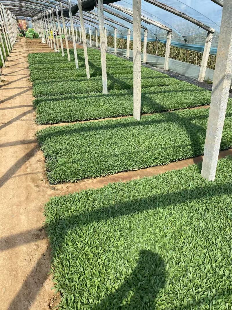 精品金鸡菊优质大花金鸡菊金鸡菊自产自销
