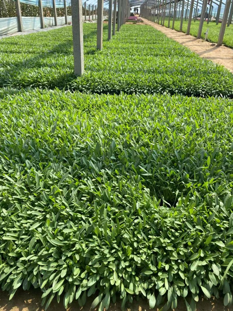 精品金鸡菊优质大花金鸡菊金鸡菊自产自销