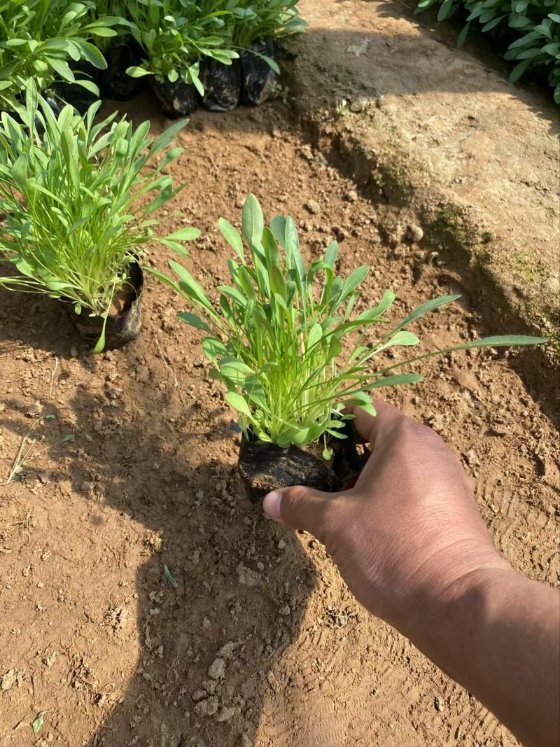 精品金鸡菊优质大花金鸡菊金鸡菊自产自销