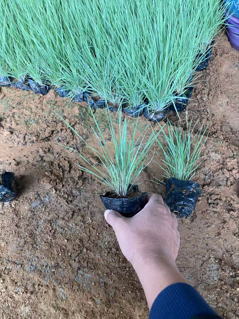 精品坡地毛冠草优质坡地毛冠草