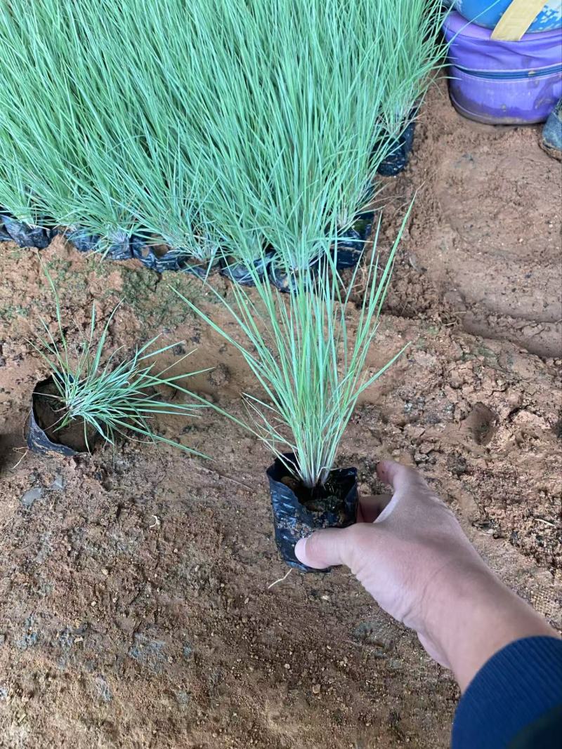 精品坡地毛冠草优质坡地毛冠草