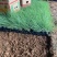 精品坡地毛冠草优质坡地毛冠草
