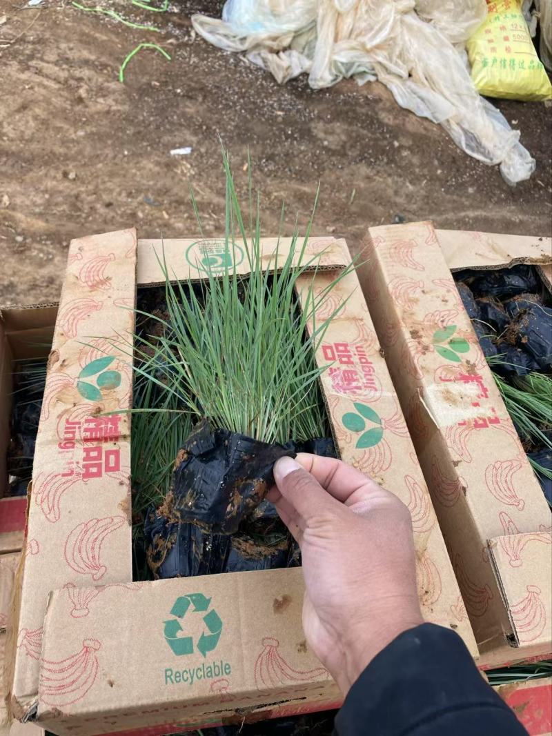 精品坡地毛冠草优质坡地毛冠草