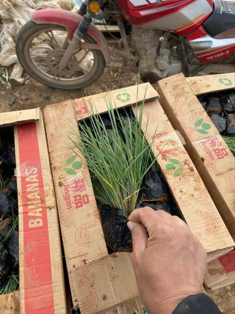 精品坡地毛冠草优质坡地毛冠草