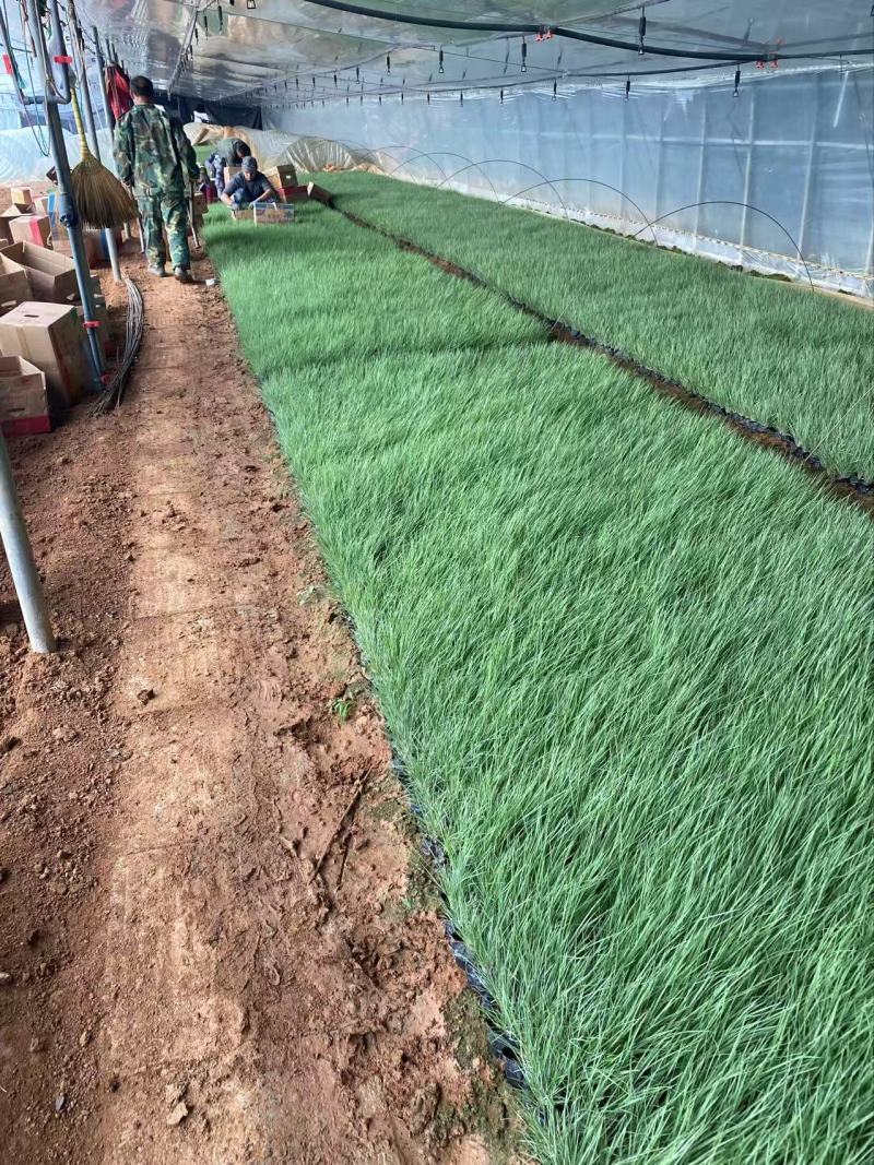 精品坡地毛冠草优质坡地毛冠草