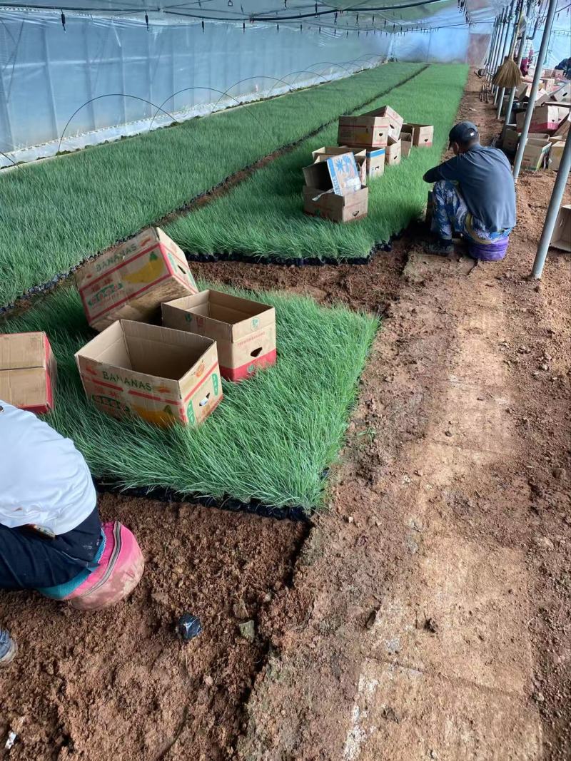 精品坡地毛冠草优质坡地毛冠草