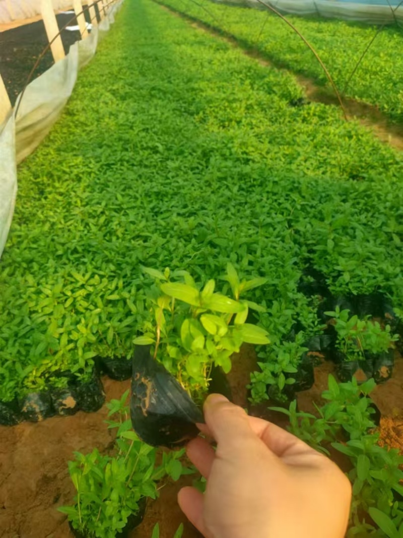 千屈菜基地，杯苗地苗，色泽鲜艳，植株健壮，各种规格齐全
