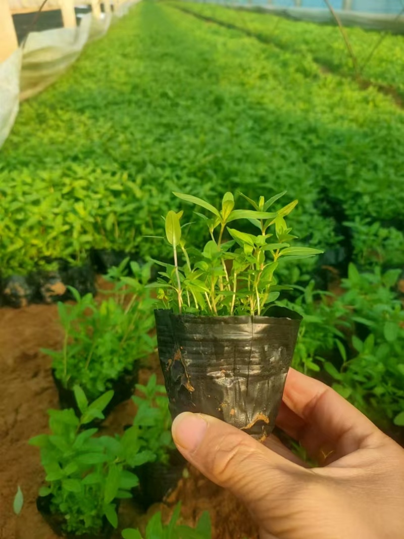 千屈菜基地，杯苗地苗，色泽鲜艳，植株健壮，各种规格齐全