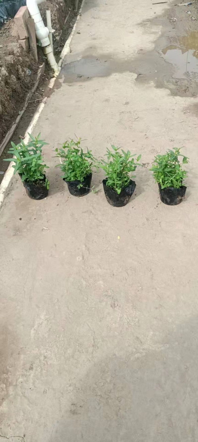 千屈菜基地，杯苗地苗，色泽鲜艳，植株健壮，各种规格齐全