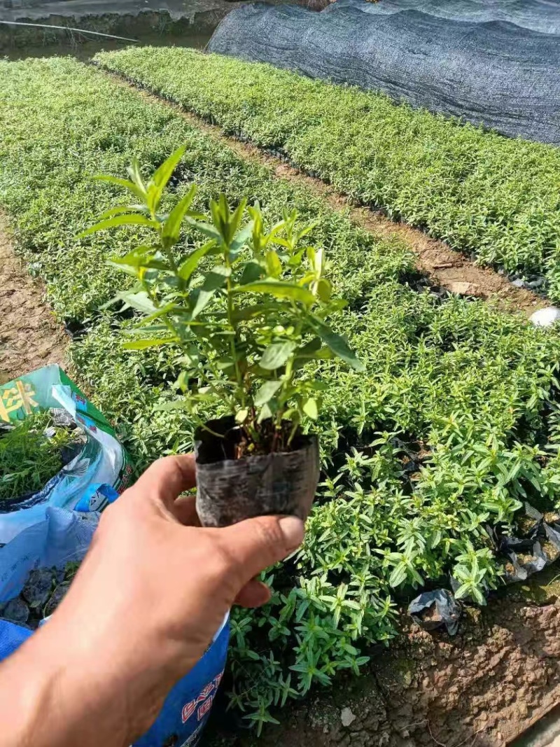 千屈菜基地，杯苗地苗，色泽鲜艳，植株健壮，各种规格齐全