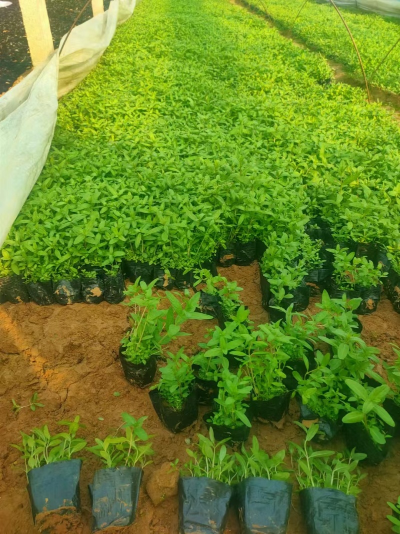 千屈菜基地，杯苗地苗，色泽鲜艳，植株健壮，各种规格齐全
