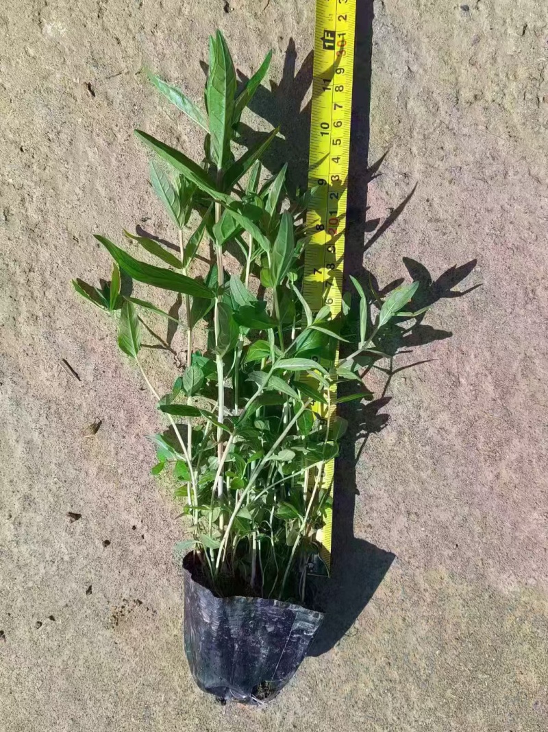 千屈菜基地，杯苗地苗，色泽鲜艳，植株健壮，各种规格齐全