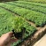 千屈菜基地，杯苗地苗，色泽鲜艳，植株健壮，各种规格齐全