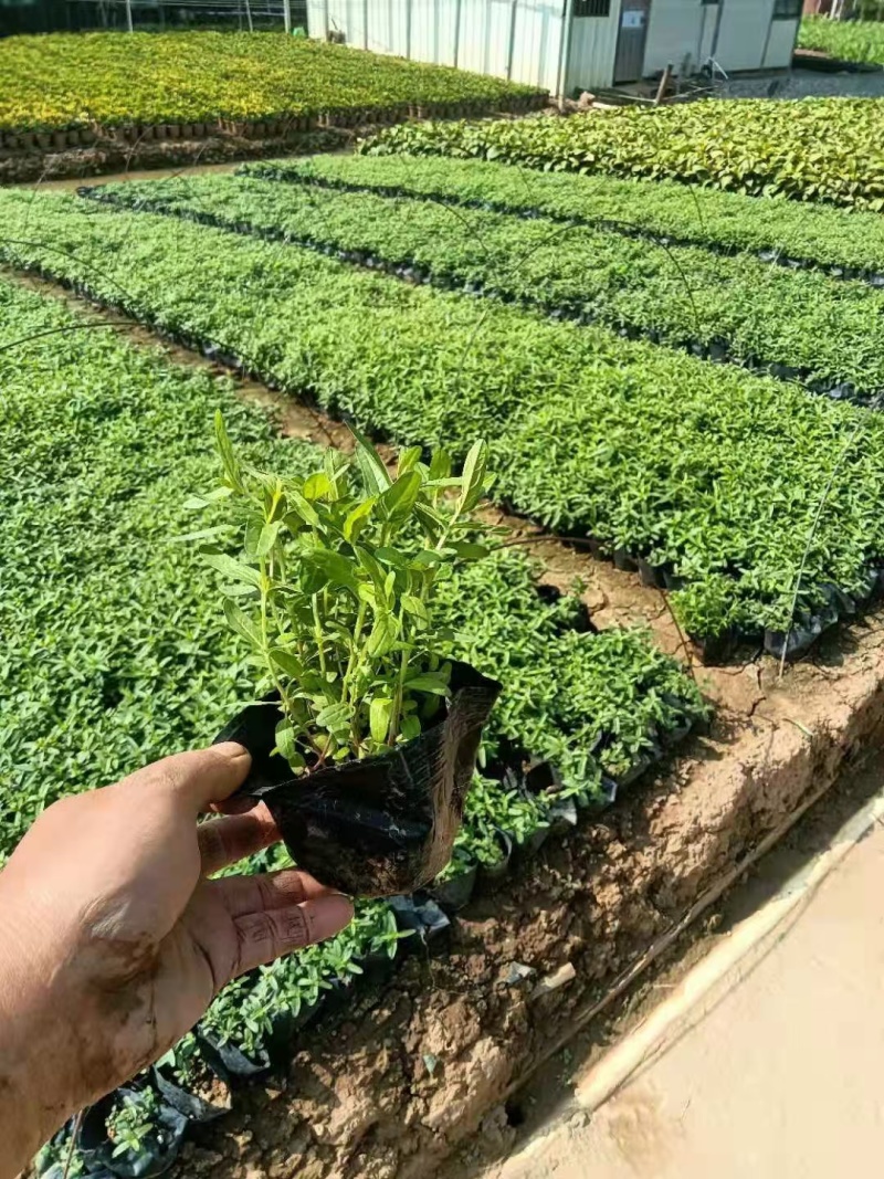 千屈菜基地，杯苗地苗，色泽鲜艳，植株健壮，各种规格齐全