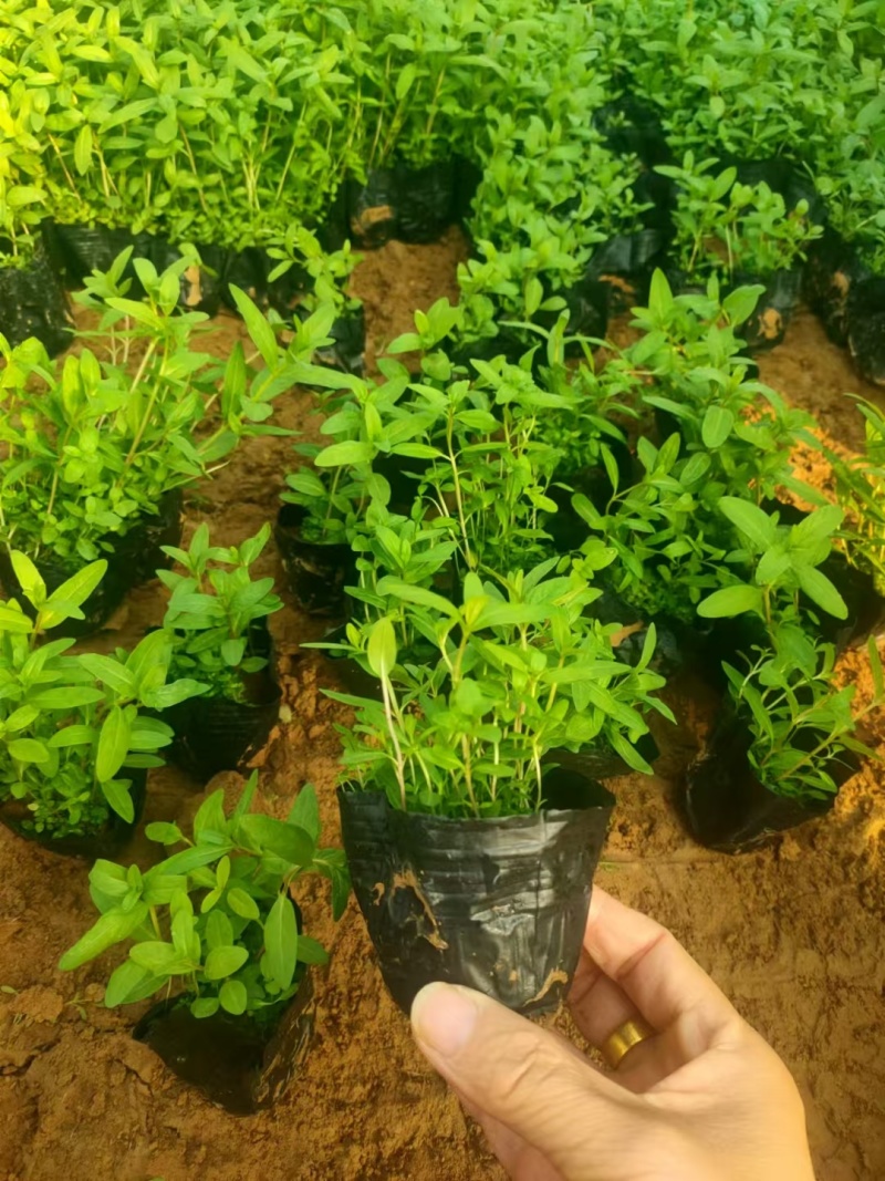 千屈菜基地，杯苗地苗，色泽鲜艳，植株健壮，各种规格齐全