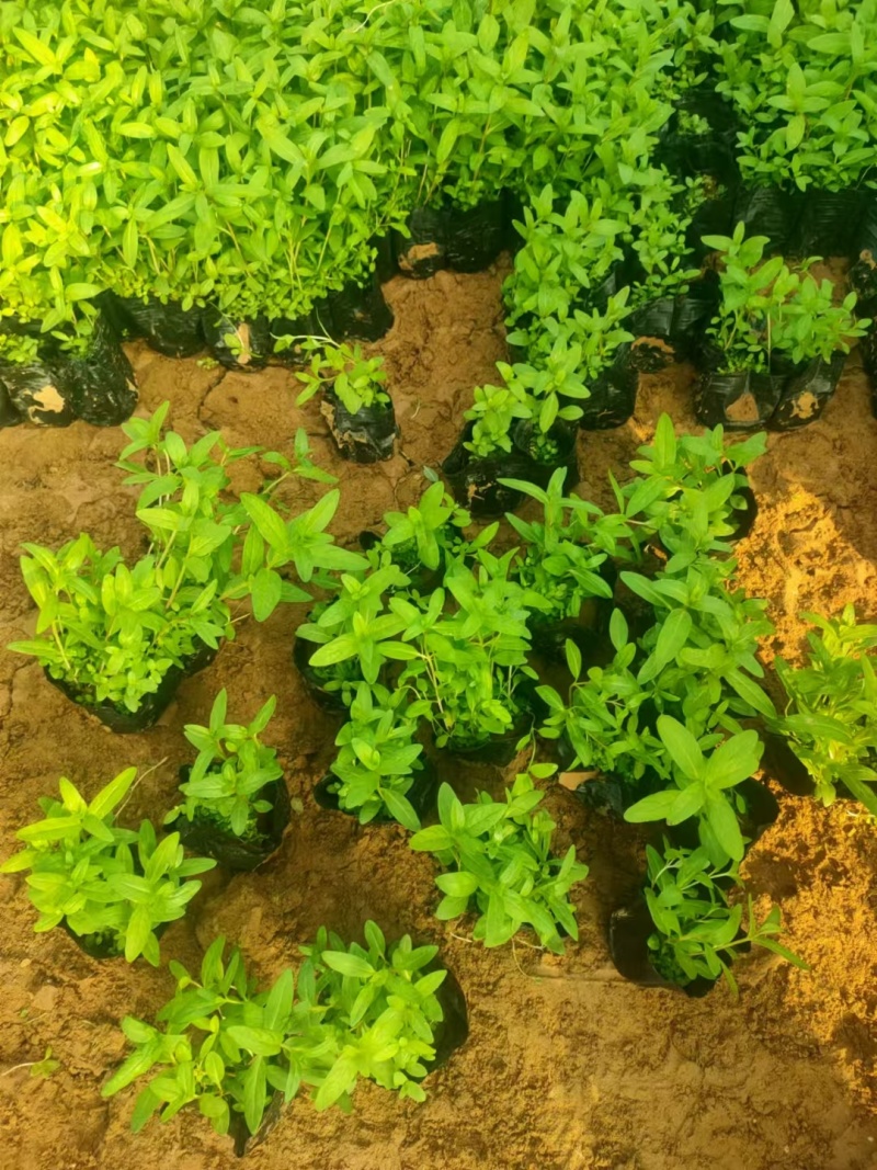 千屈菜基地，杯苗地苗，色泽鲜艳，植株健壮，各种规格齐全