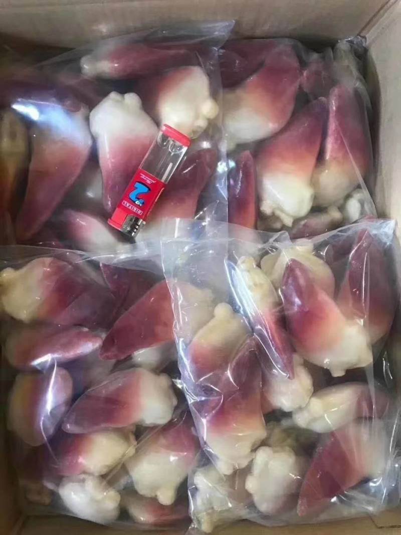 北极贝