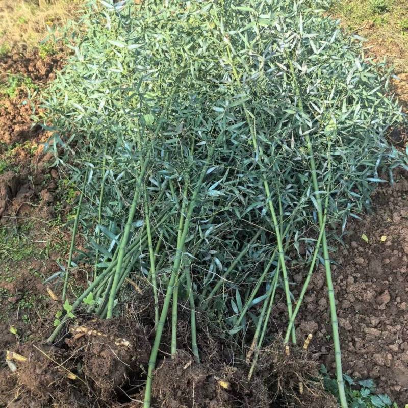 竹子基地，杯苗地苗，色泽鲜艳，植株健壮，各种规格齐全