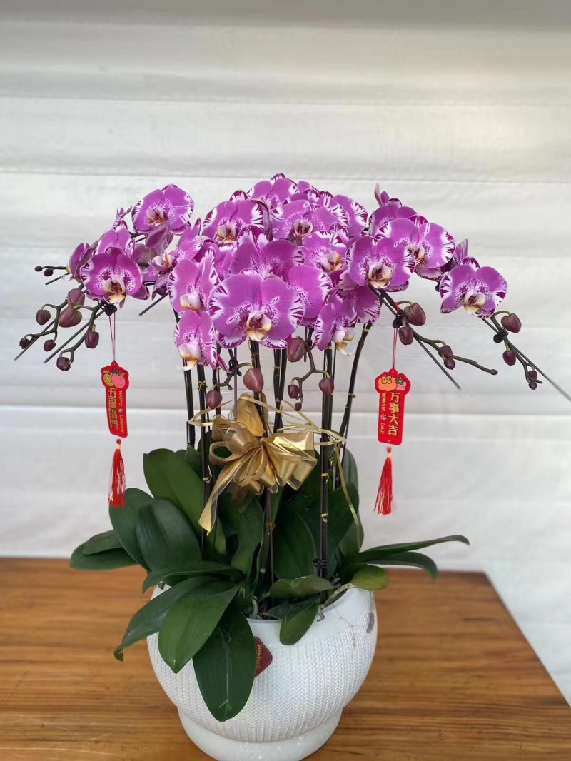 年销花，精美蝴蝶兰，大量有货，欢迎新老客户订购