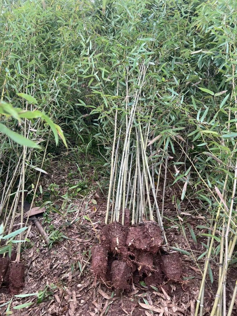 竹子基地，杯苗地苗，色泽鲜艳，植株健壮，各种规格齐全