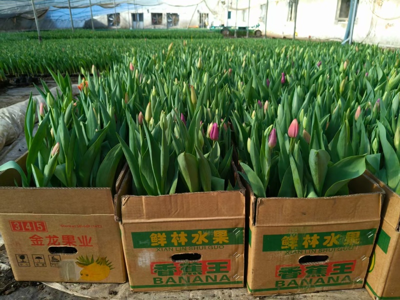 郁金香