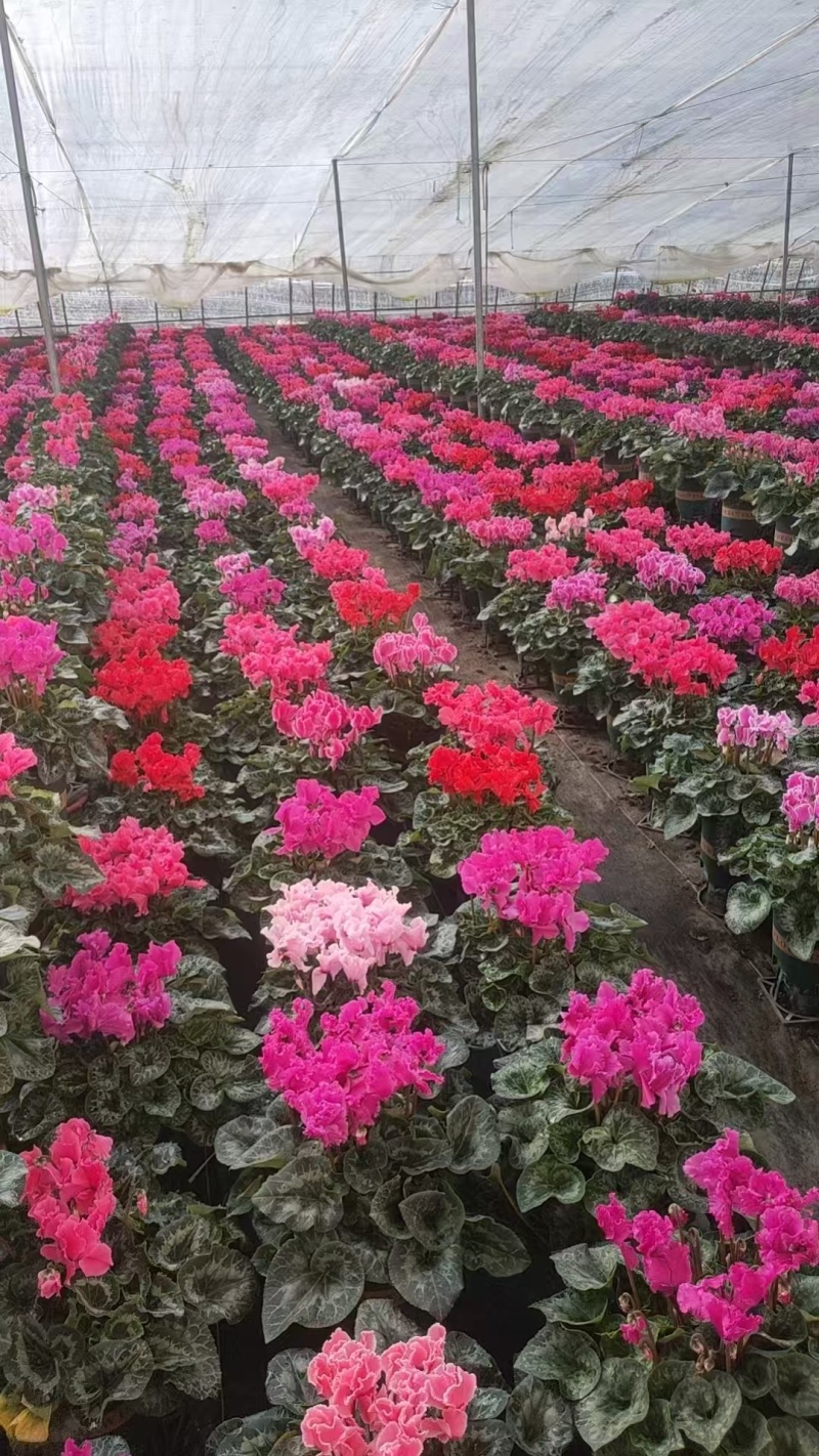 大量年销花，精美仙客来，大量有货，欢迎新老客户