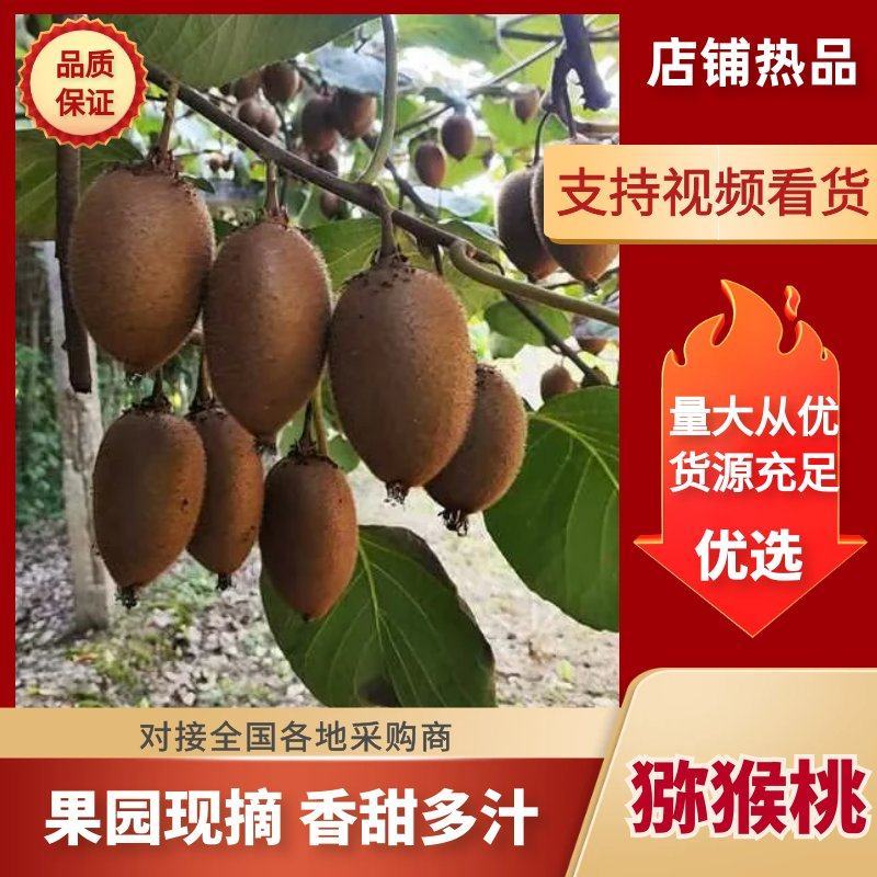 专业代办，代收代存陕西金福猕猴桃大量上市整车发货可包上车