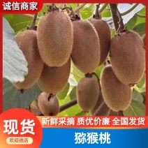专业代办陕西翠香猕猴桃大量上市徐香翠香瑞玉