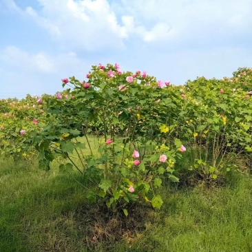 木芙蓉基地，杯苗地苗，色泽鲜艳，植株健壮，各种规格齐全